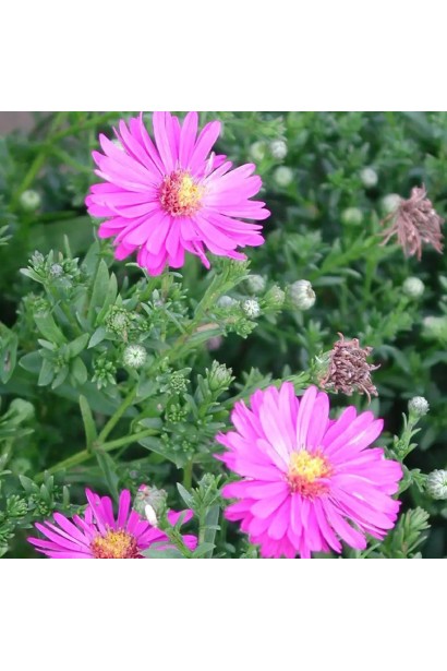 Астра кустовая Старлайт цветы